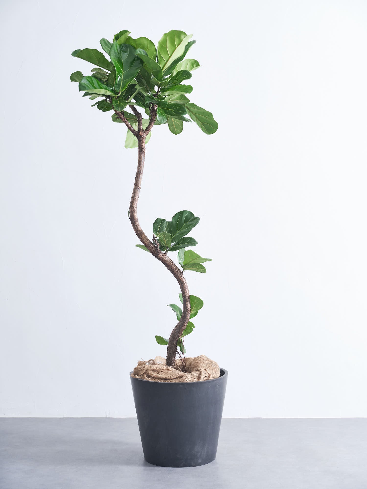 フィカス・リラータ・バンビーノ まがり XL | 観葉植物の通販 AND