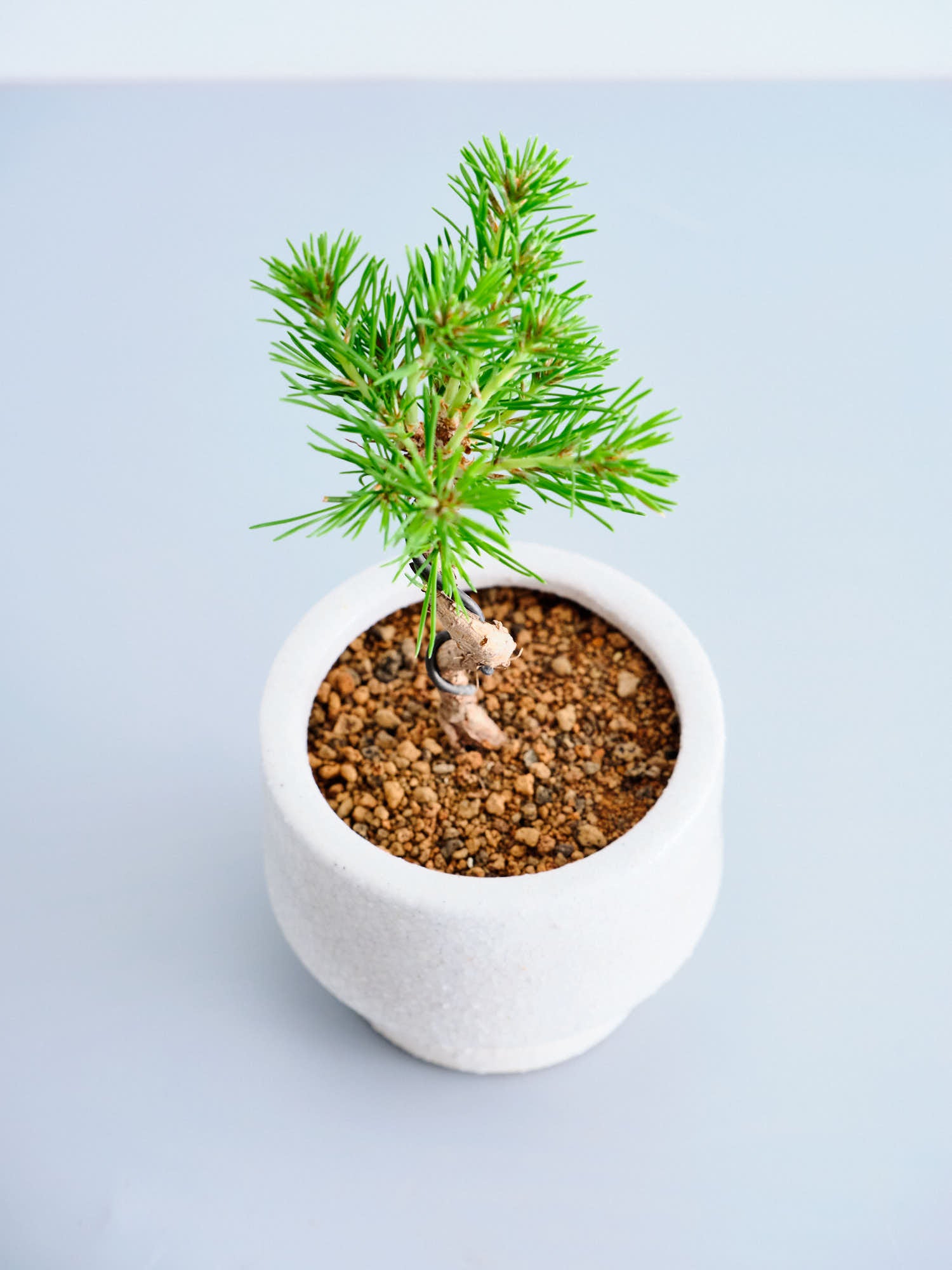 盆栽 三河黒松 白鉢 Table-S | 観葉植物の通販 AND PLANTS (アンド