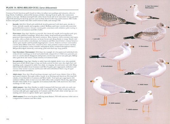 Gulls of Europe, Asia and North America | Klaus Malling Olsen