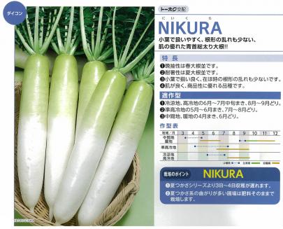 ダイコン】NIKURA（にいくら）〔トーホク交配〕 | 野菜・草花の種苗の