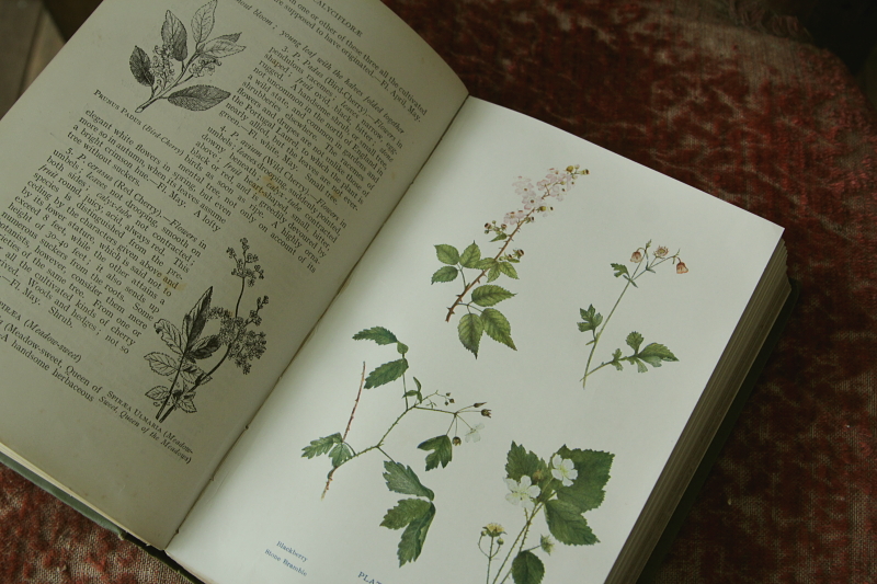 アンティークボタニカルアート オールドブック 植物図鑑 古書 イギリス