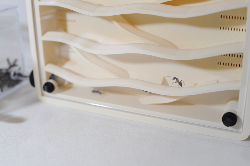 アリ飼育ケースの使用感レビュー！ ｜Large Hybrid Nest ハイブリッド