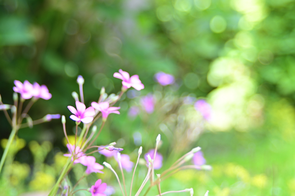 特別企画：特徴的な描写を楽しむ…LensbabyコンポーザープロII エッジ35