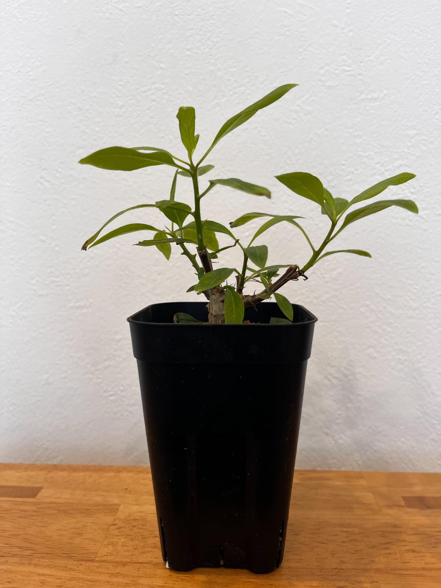 フォークイエリア・ファシクラータ（実生）_01 | SHELF