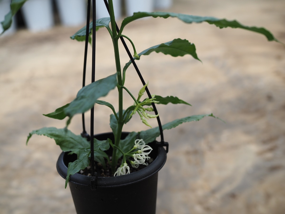 フォークイエリア・ファシクラータ（実生）_01 | SHELF