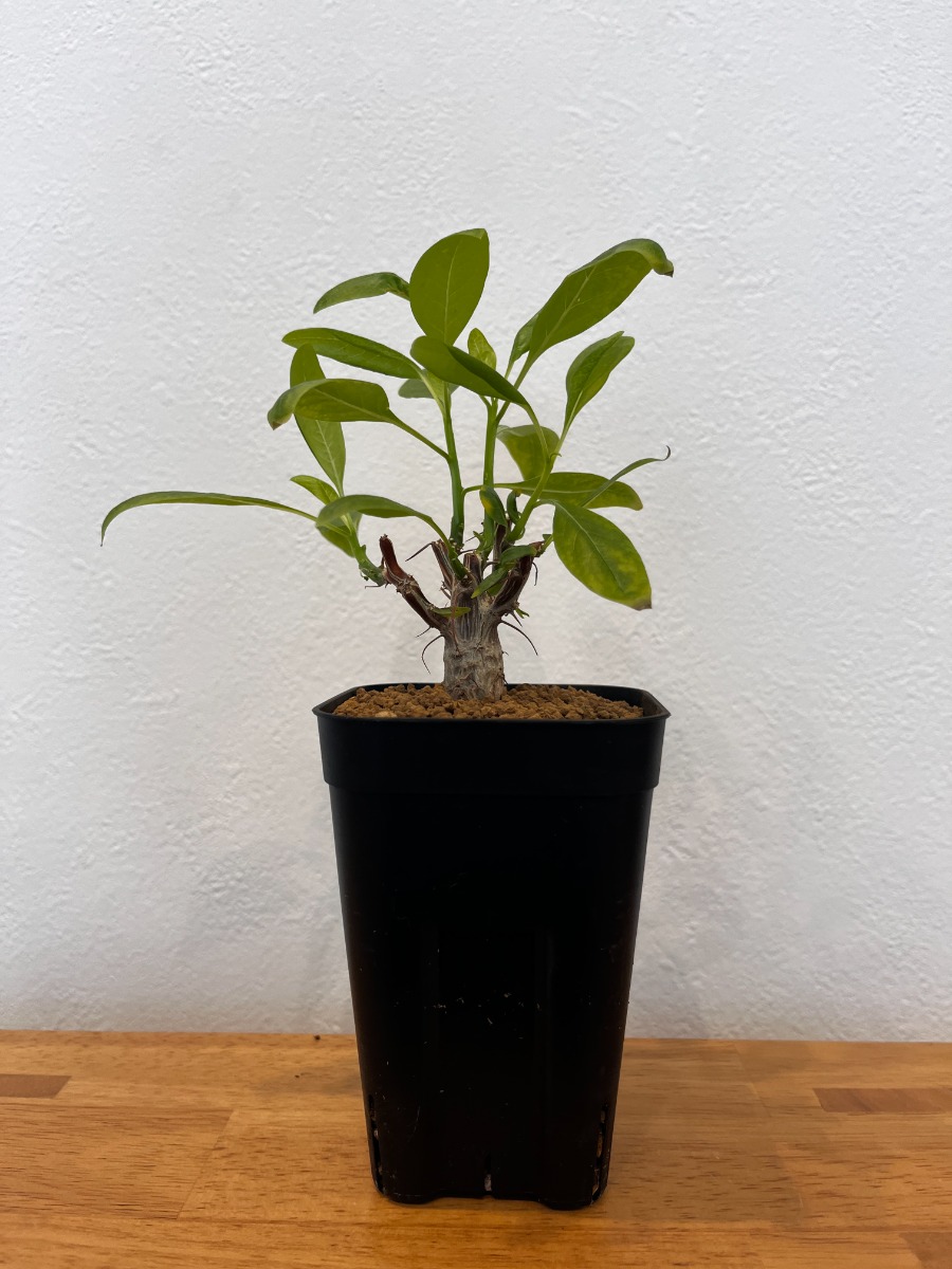 フォークイエリア・ファシクラータ（実生）_04 | SHELF