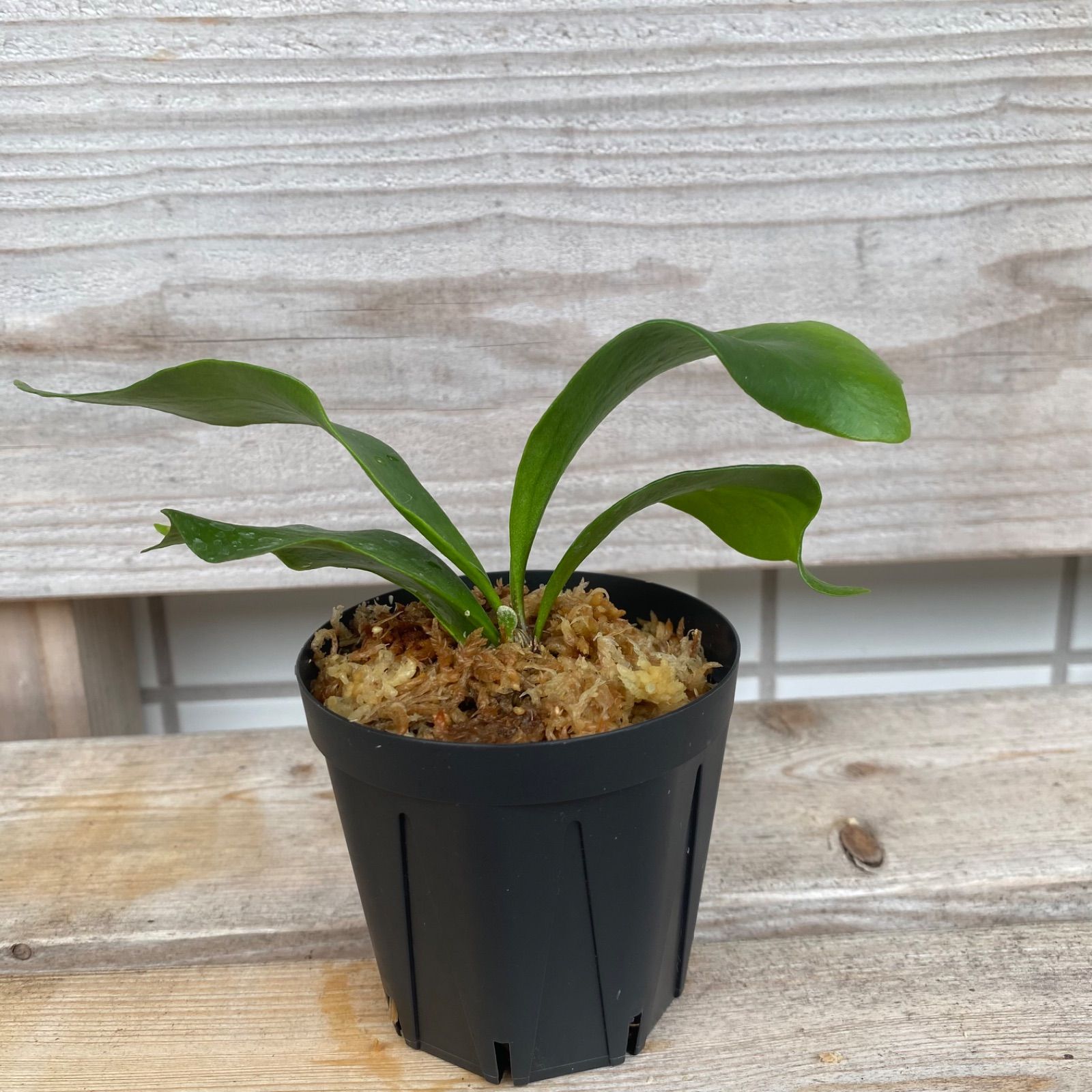 P. Flamenco（hillii x coronarium）TC ビカクシダ - メルカリ