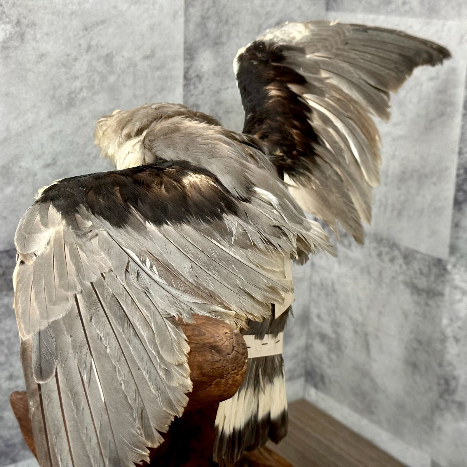 トンビ トビ 剥製 はく製 鳶 カタグロトビ インテリア リユース品