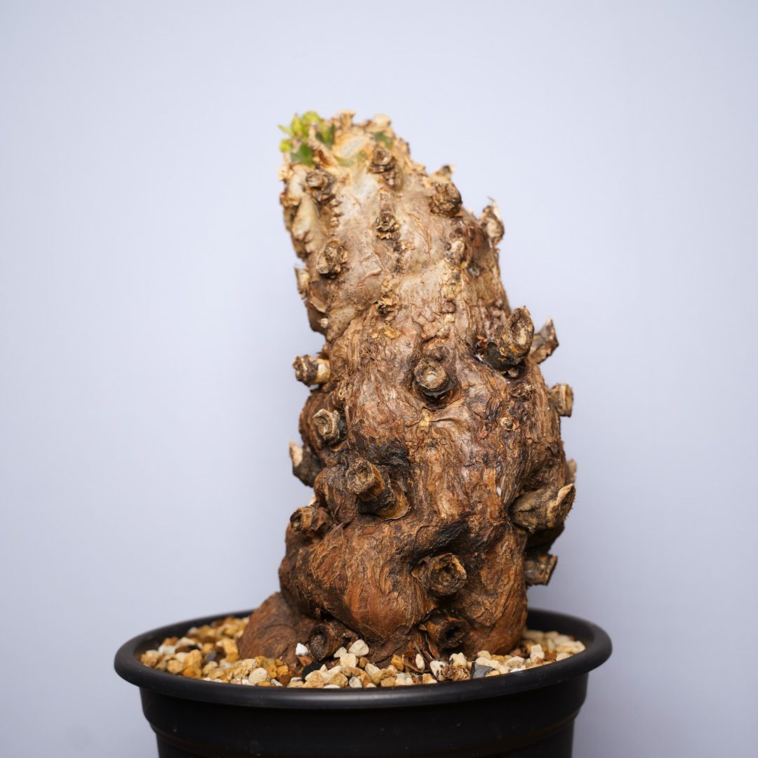 F12 ユーフォルビア ムランジーナ 発根済 現地株 - メルカリ