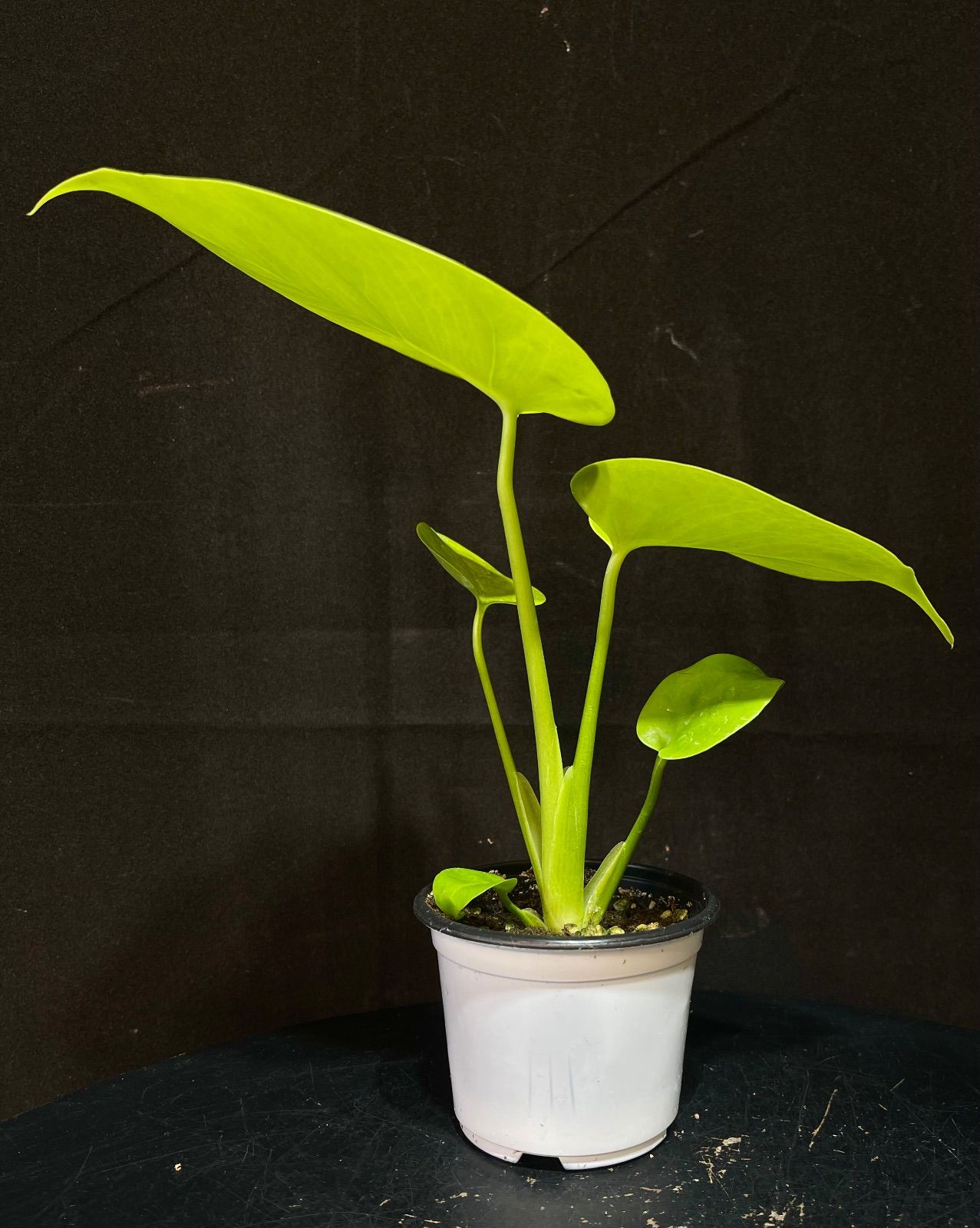 ま*め様 lsw785モンステラ デリシオーサ 黄金葉 ゴールドリーフ