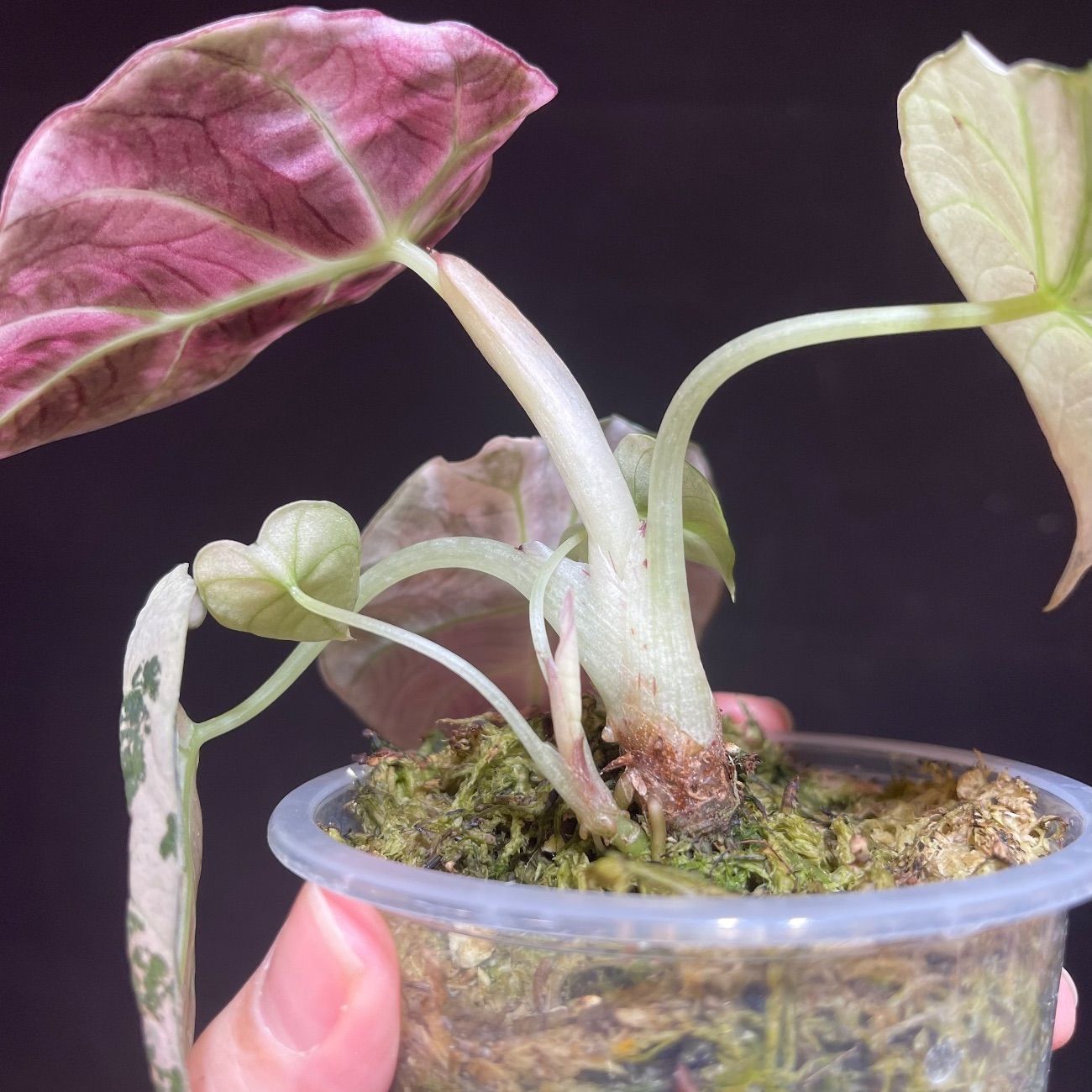 極上 アロカシア アズラニー ピンクアルボ 希少 アロカシア アズラニー