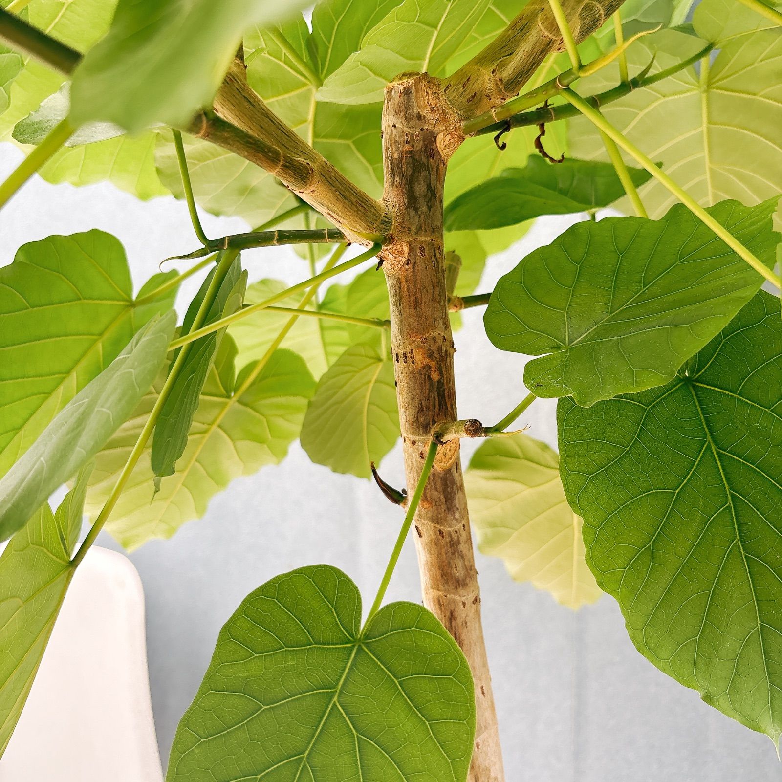 現品］17番 フィカス ウンベラータ 8号 観葉植物 室内 大型 ゴムの木
