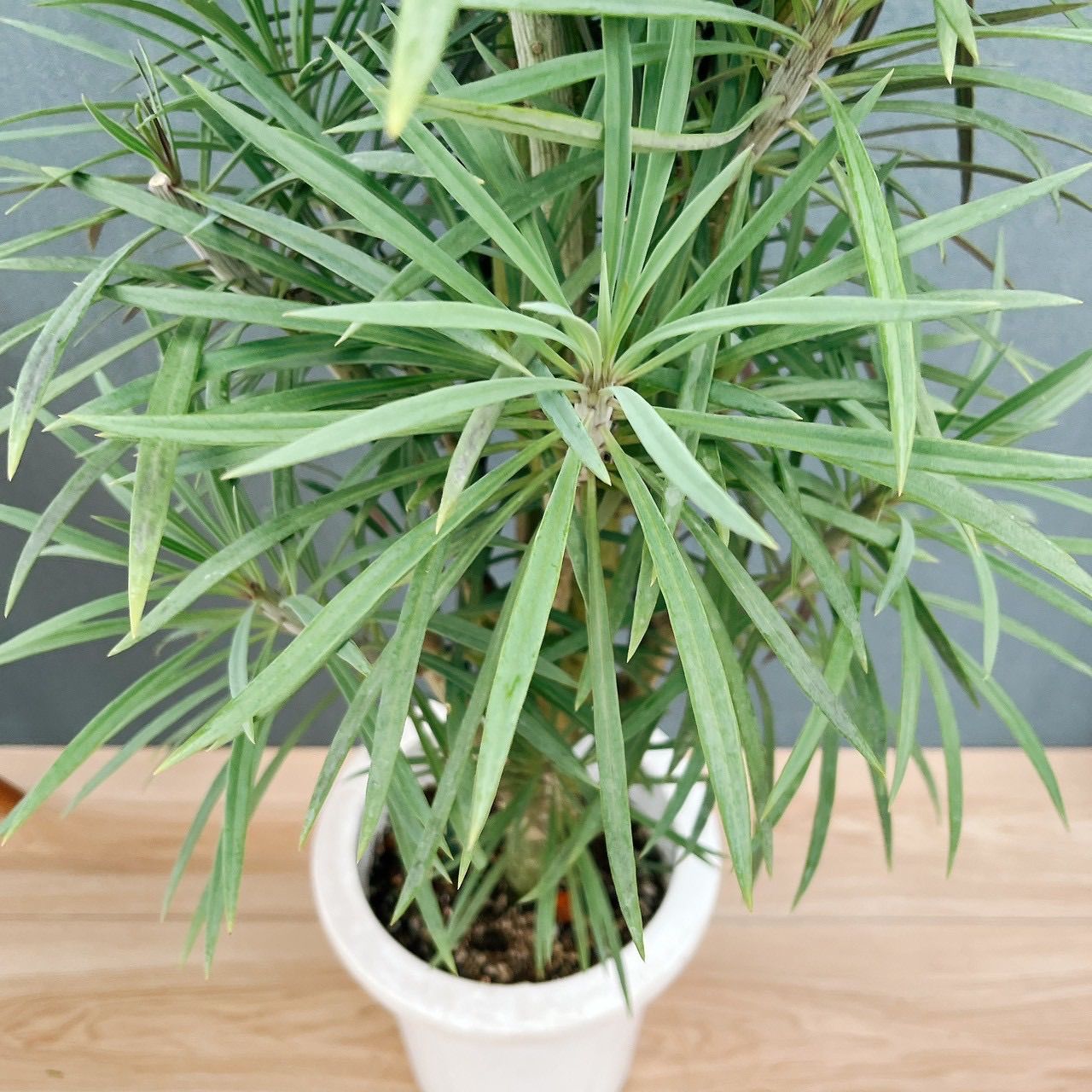 現品］N1 セネシオ クレイニア モンキーツリー 7号 観葉植物 レア 多肉