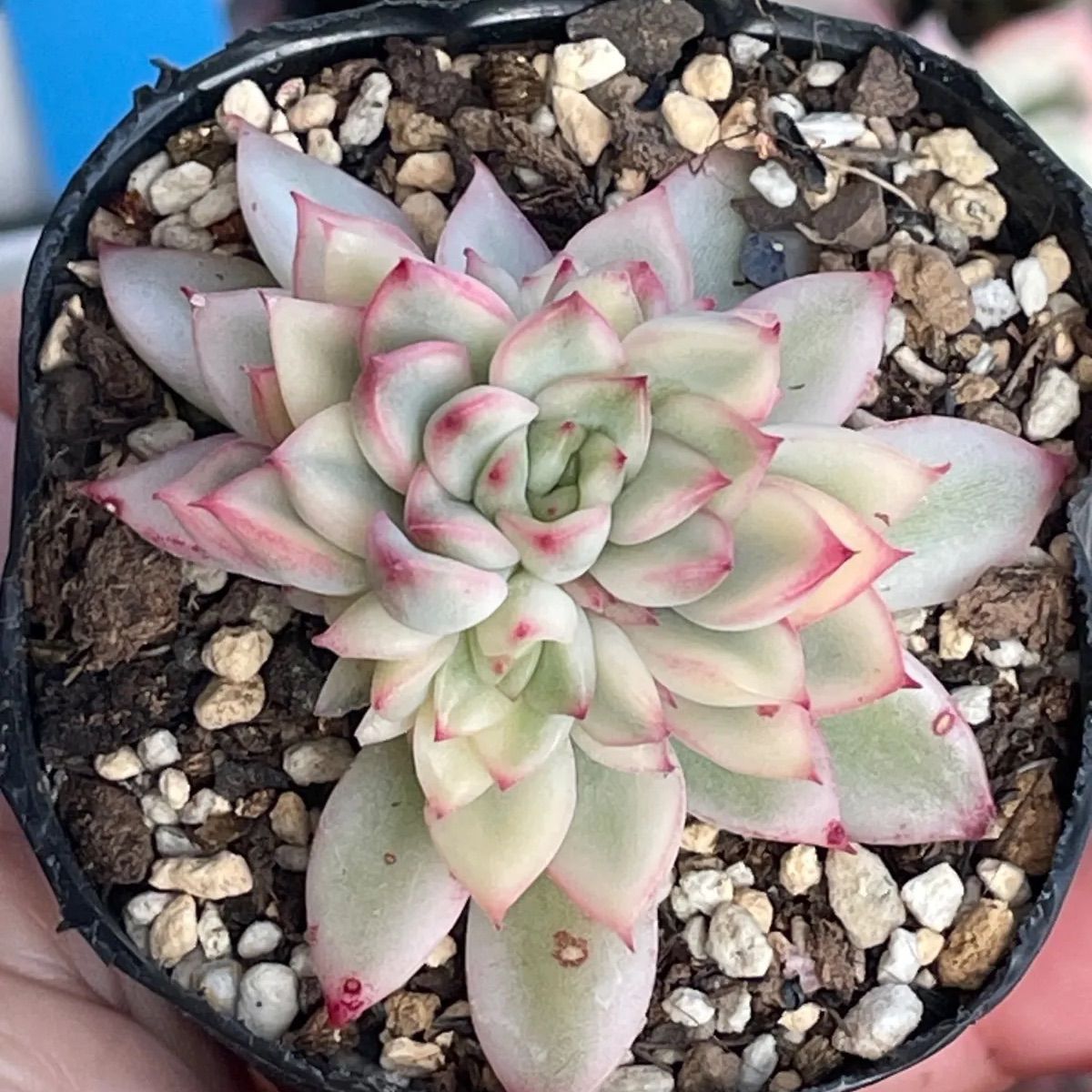 多肉植物♡メビナ錦❤︎抜き苗(根付き) - メルカリ