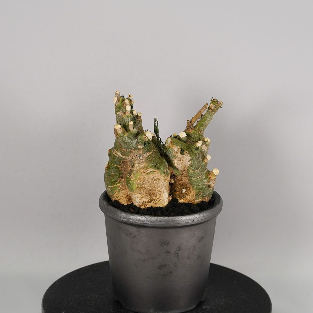 F52 アデニア ペチュエリー Adenia pechuelii ナミビア産 発根済み