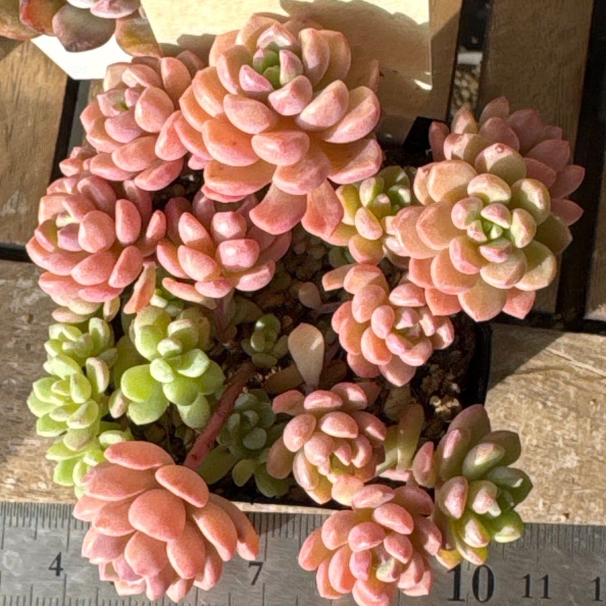 古都の葉さん苗❣️小桃❣️札付き❗️多肉植物 抜き苗 - メルカリ