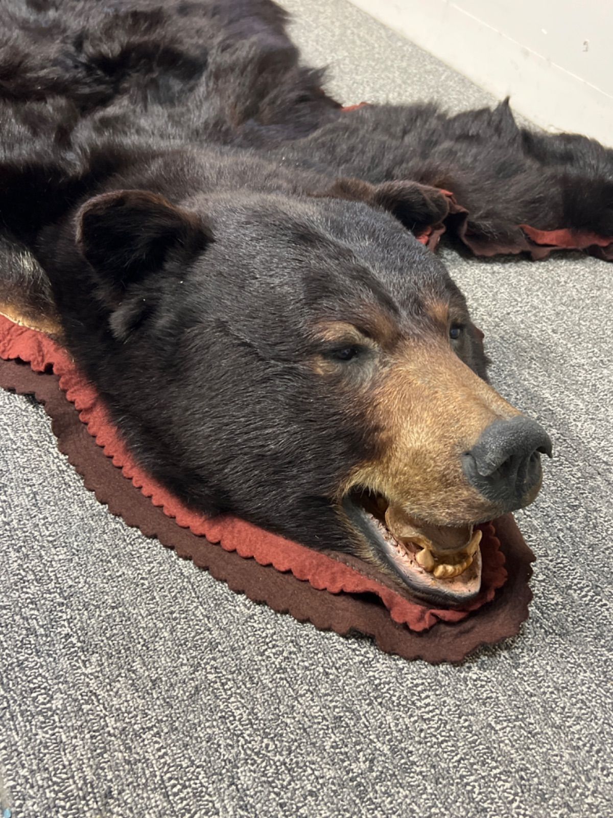 ⭐︎ 熊 敷物 毛皮 剥製 ラグ カーペット 全長190cm インテリア - メルカリ