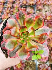 2026年最新】アエオニウム シャネルの人気アイテム - メルカリ