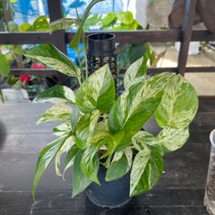 希少 美斑】 コロカシア ファーストピンク colocasia first pink