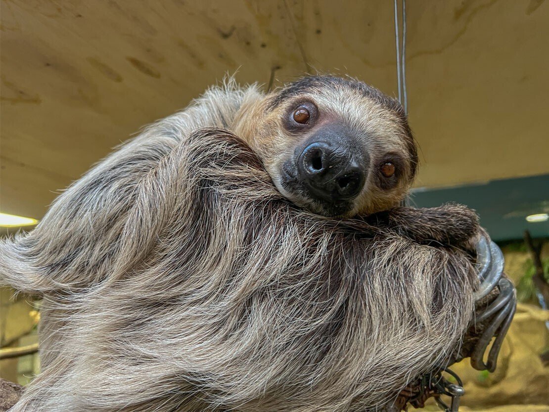 フタユビナマケモノのコロロ 成長記録！｜那須どうぶつ王国公式note