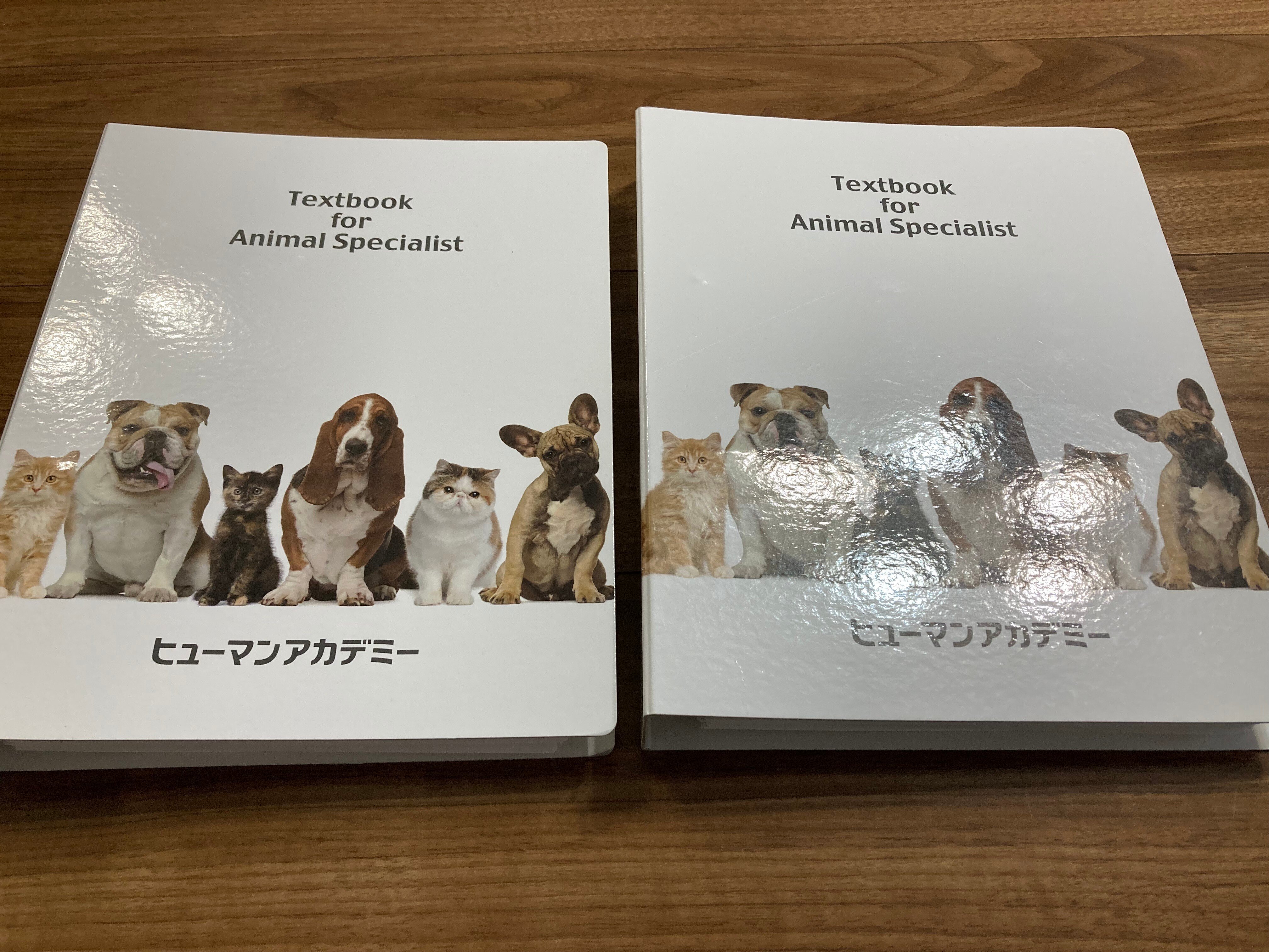 キャットケアスペシャリスト&キャットシッター資格取得 振り返り｜高橋