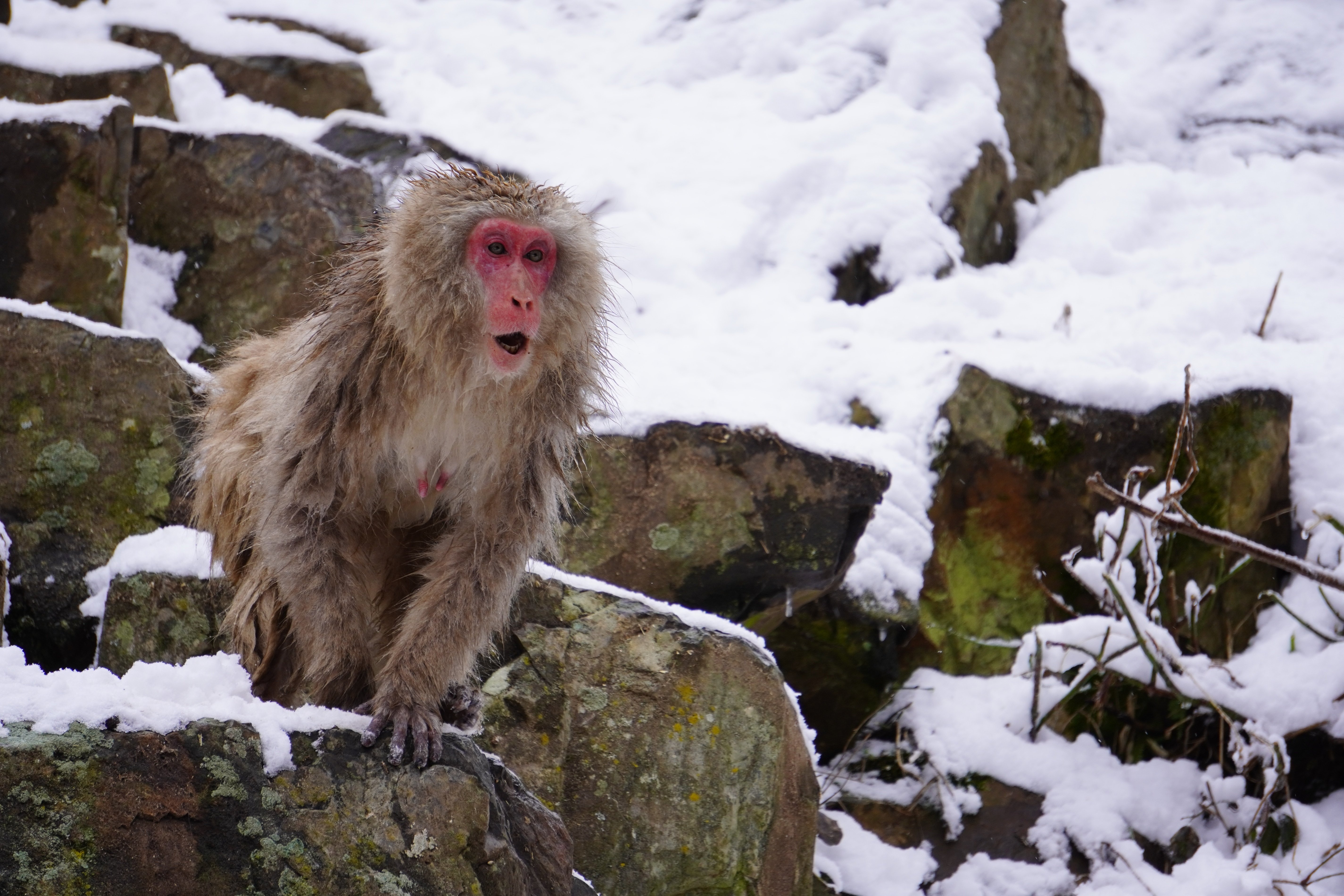 ZASO:199】長野県 #地獄谷野猿公苑｜ZASOちゃんねる
