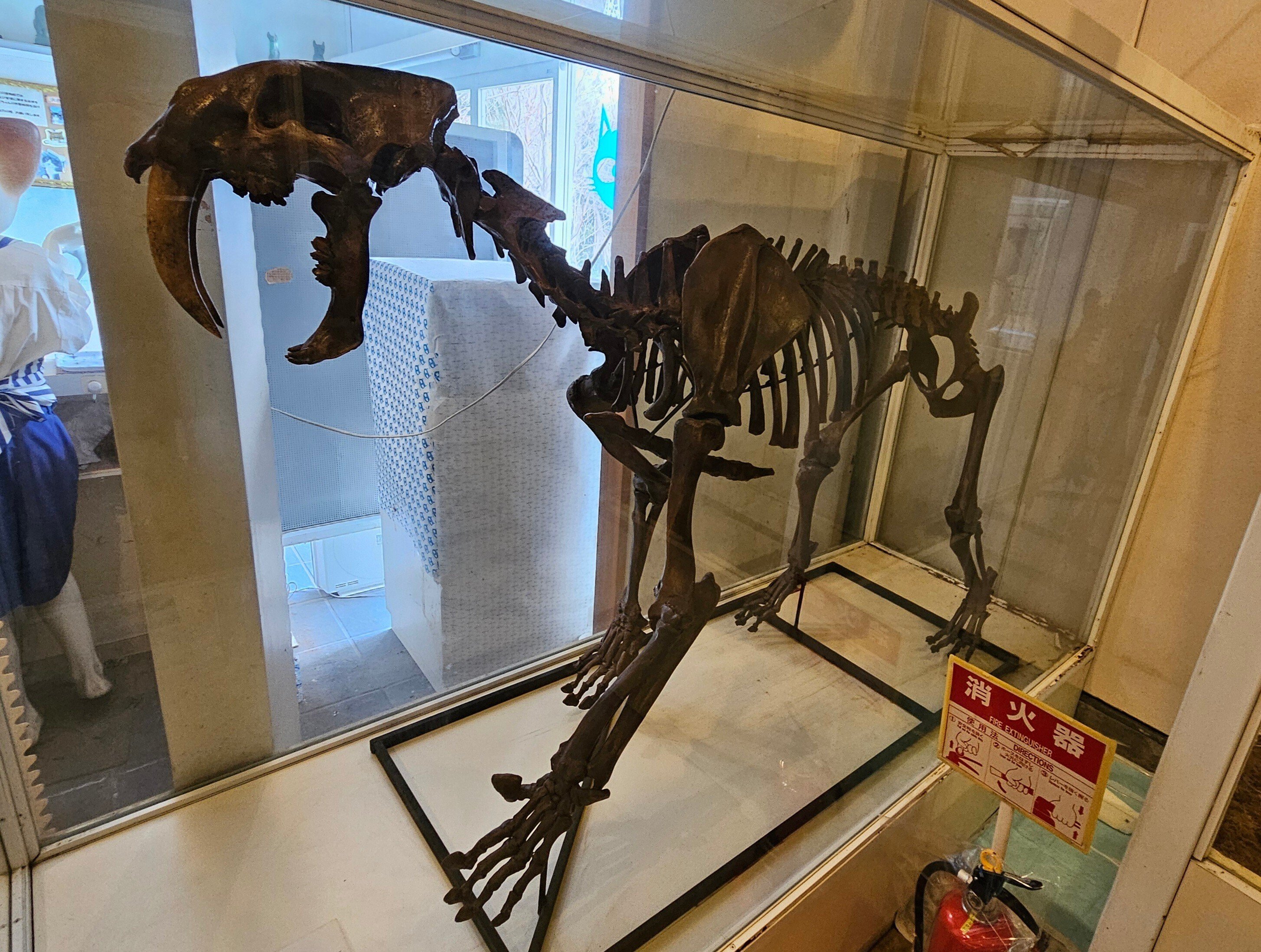 The Lost Universe 古代の巨大ネコ③巨大サーベルタイガー｜美原さつき