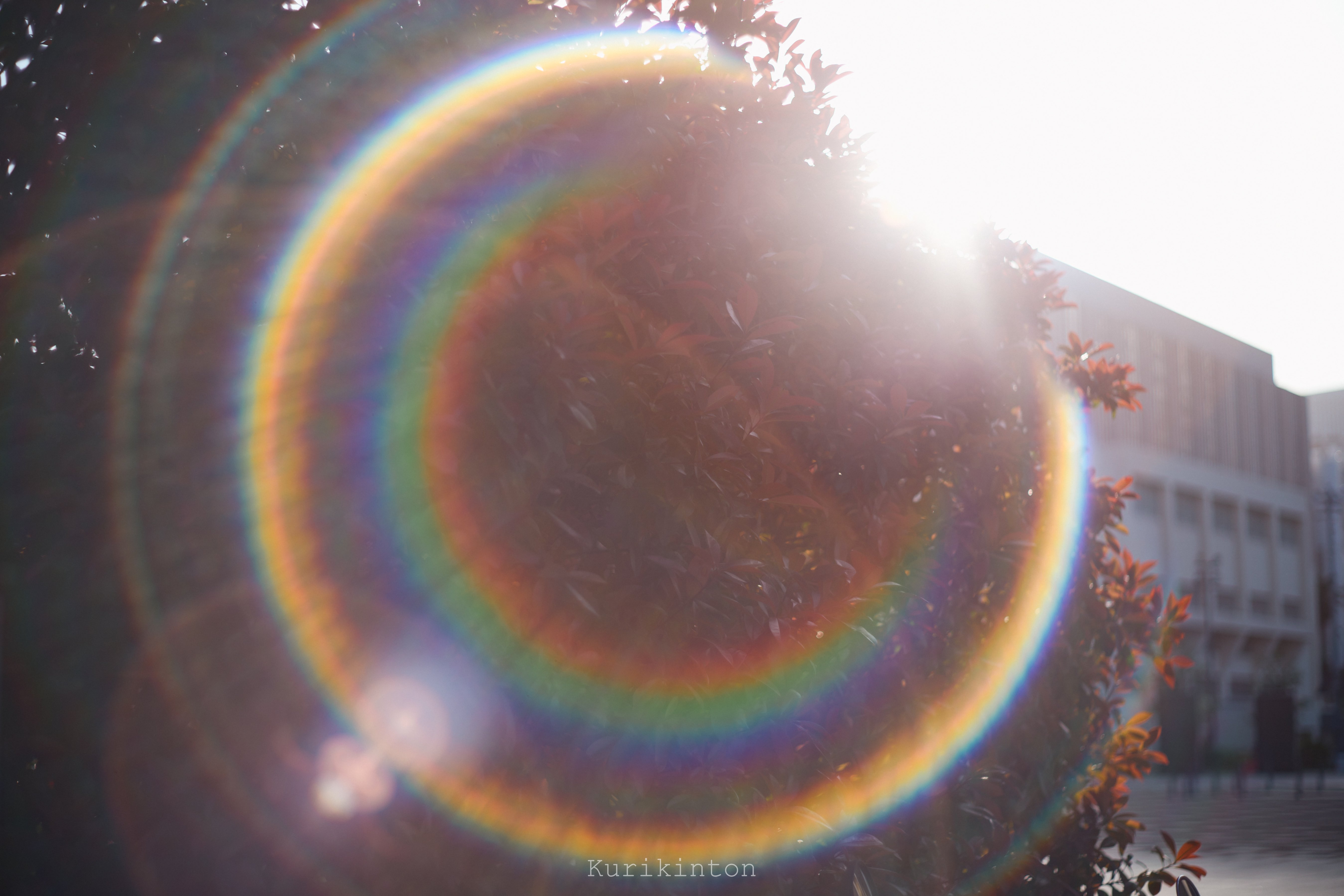 🌈虹のフレア祭り🌈：Super-Takumar 55mm f1.8｜栗きんとん