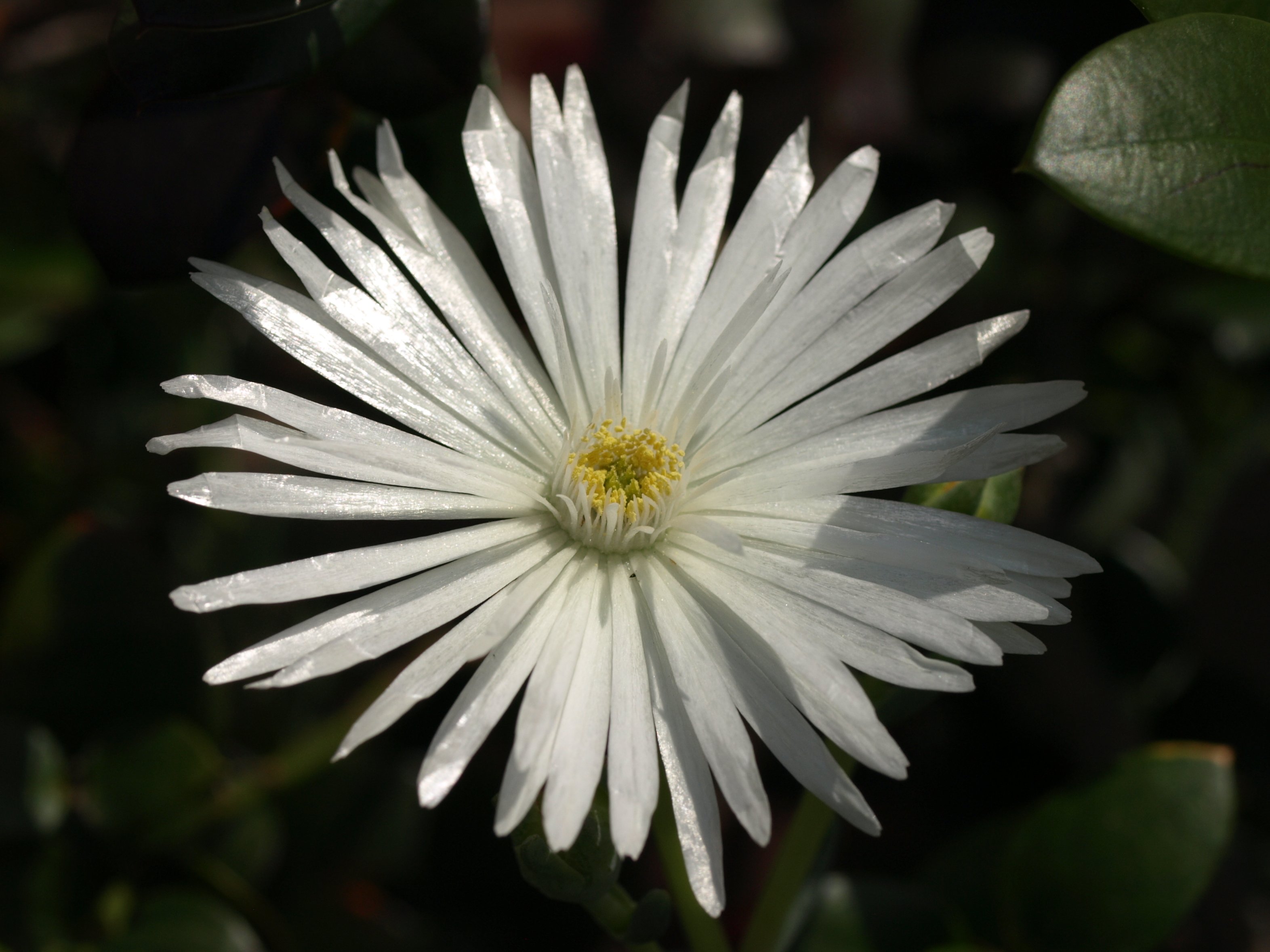 虫を呼ぶ花のデザイン vol.1 そうだ白くしよう｜瀬戸 裕紀