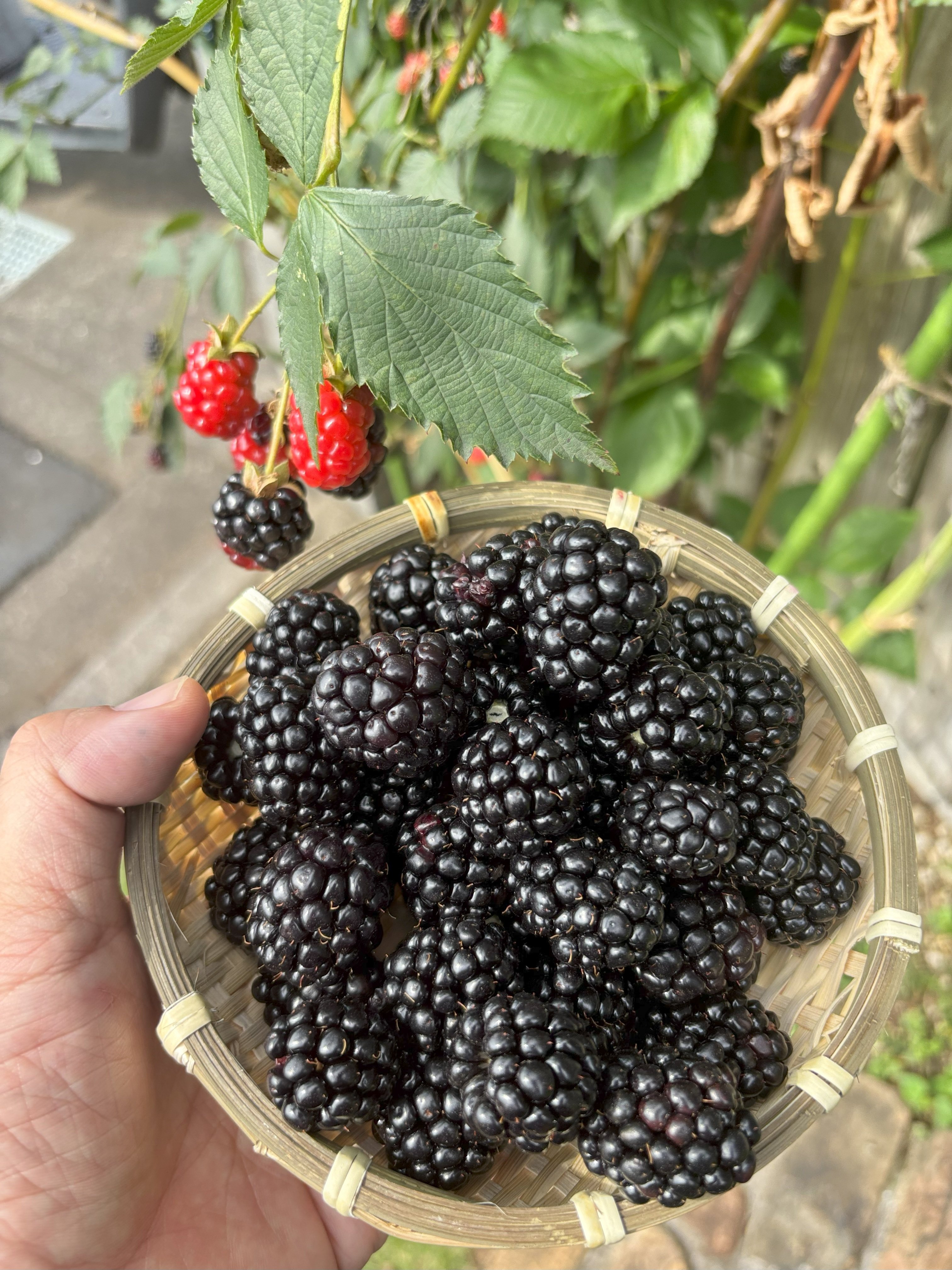 🌿 10年育てて見えたブラックベリー栽培の奥深さ──品種選びが満足度