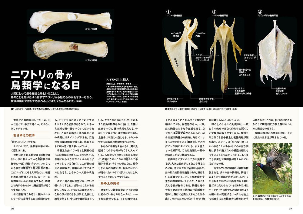 BIRDER8月号の見どころ｜ブンイチ（文一総合出版）