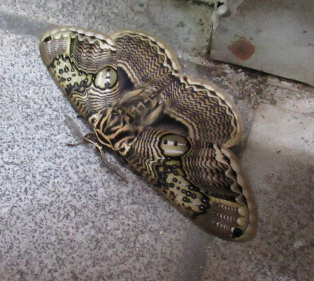 カ*様 蝶 蛾 標本 アポロヤママユ ① カ*様 蝶 蛾 標本 アポロヤママユ