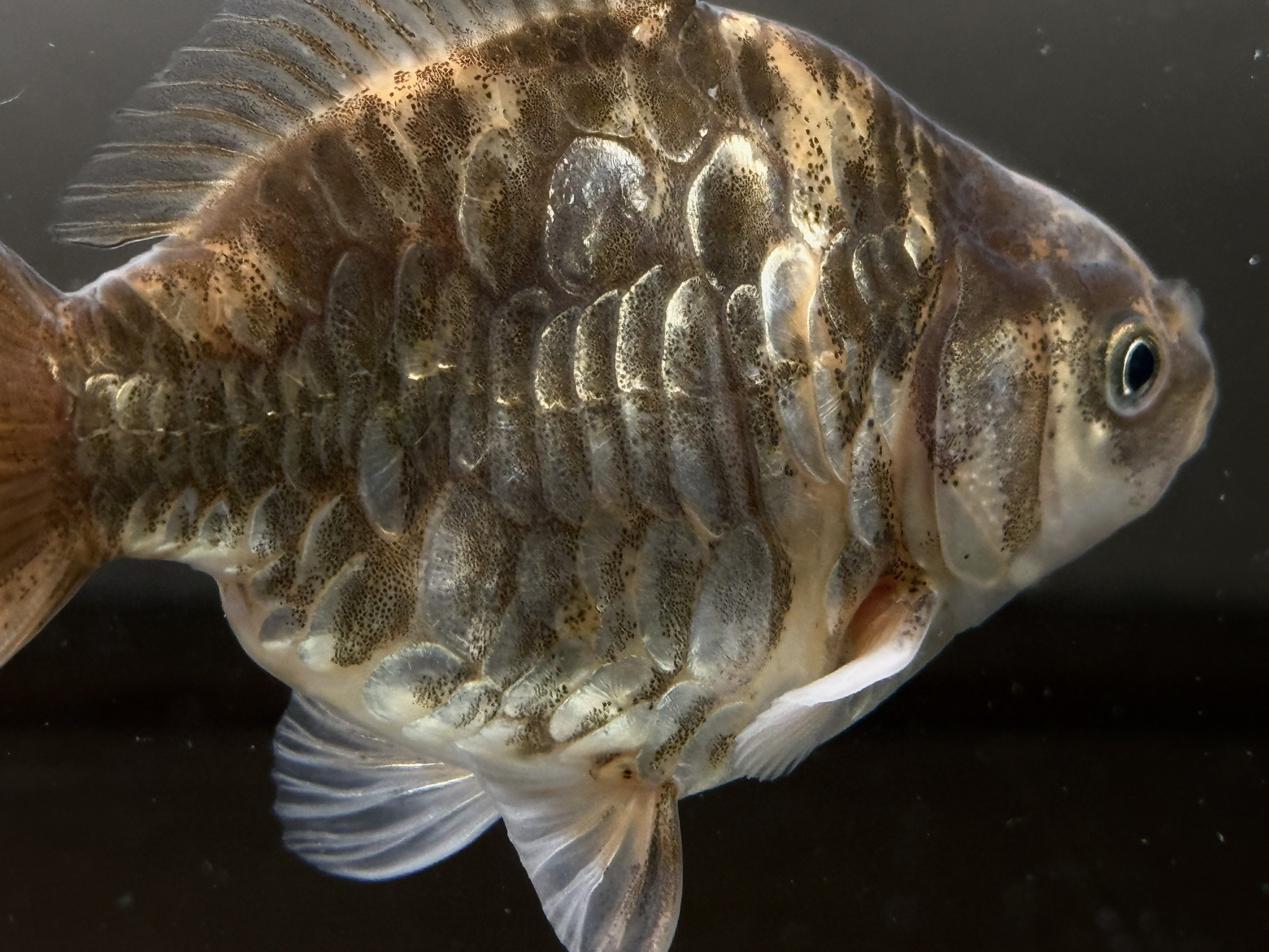 SAMURAI FARM 金魚解説図鑑 vol.2 【体色】｜SAMURAI FARM