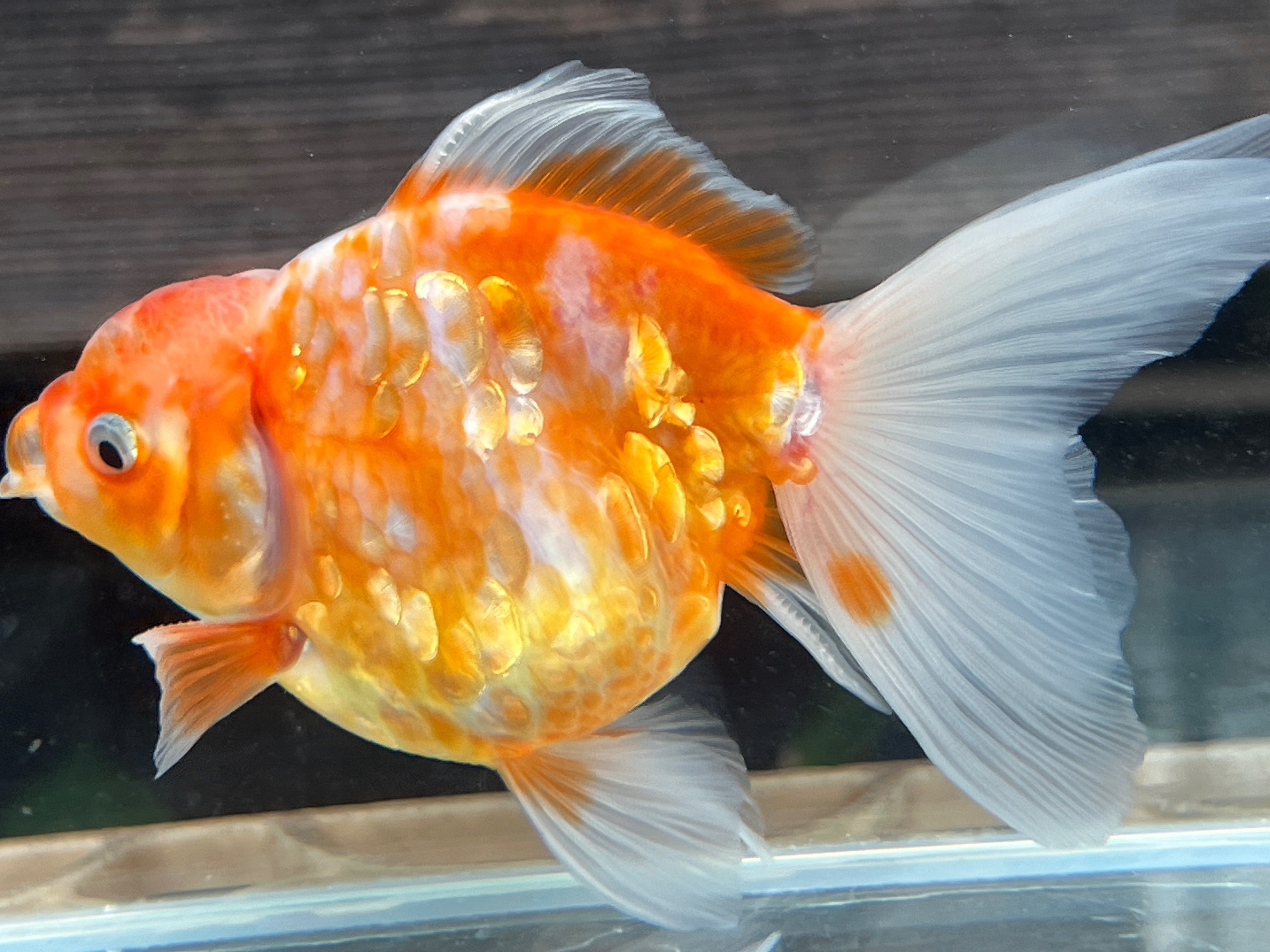 SAMURAI FARM 金魚解説図鑑 vol.2 【体色】｜SAMURAI FARM