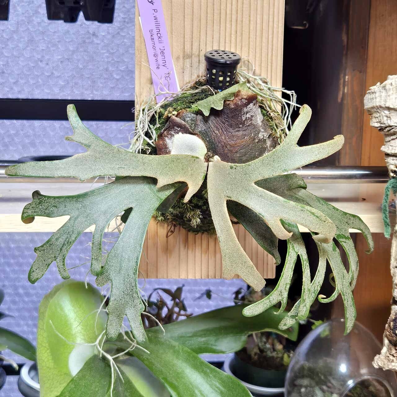 P.ウィリンキー 'ジェニー'（Platycerium willinckii 'Jenny