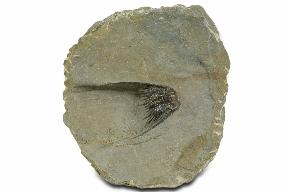 Goniocidaris spinosa ウニ 標本 Goniocidaris spinosa ウニ 標本