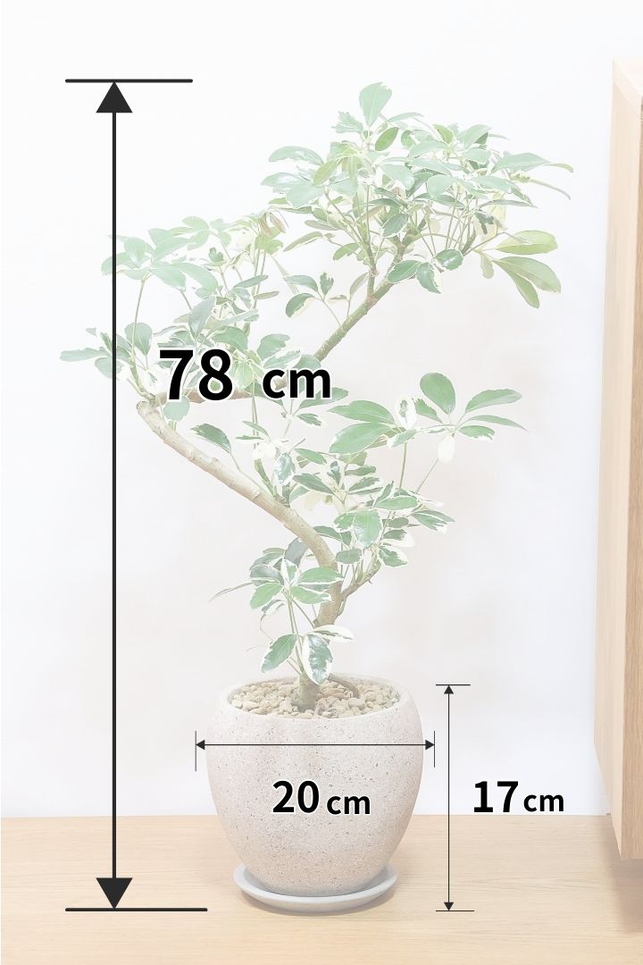 シェフレラ ミルキーCO61383| 観葉植物の通信販売 | APEGO(アペーゴ)