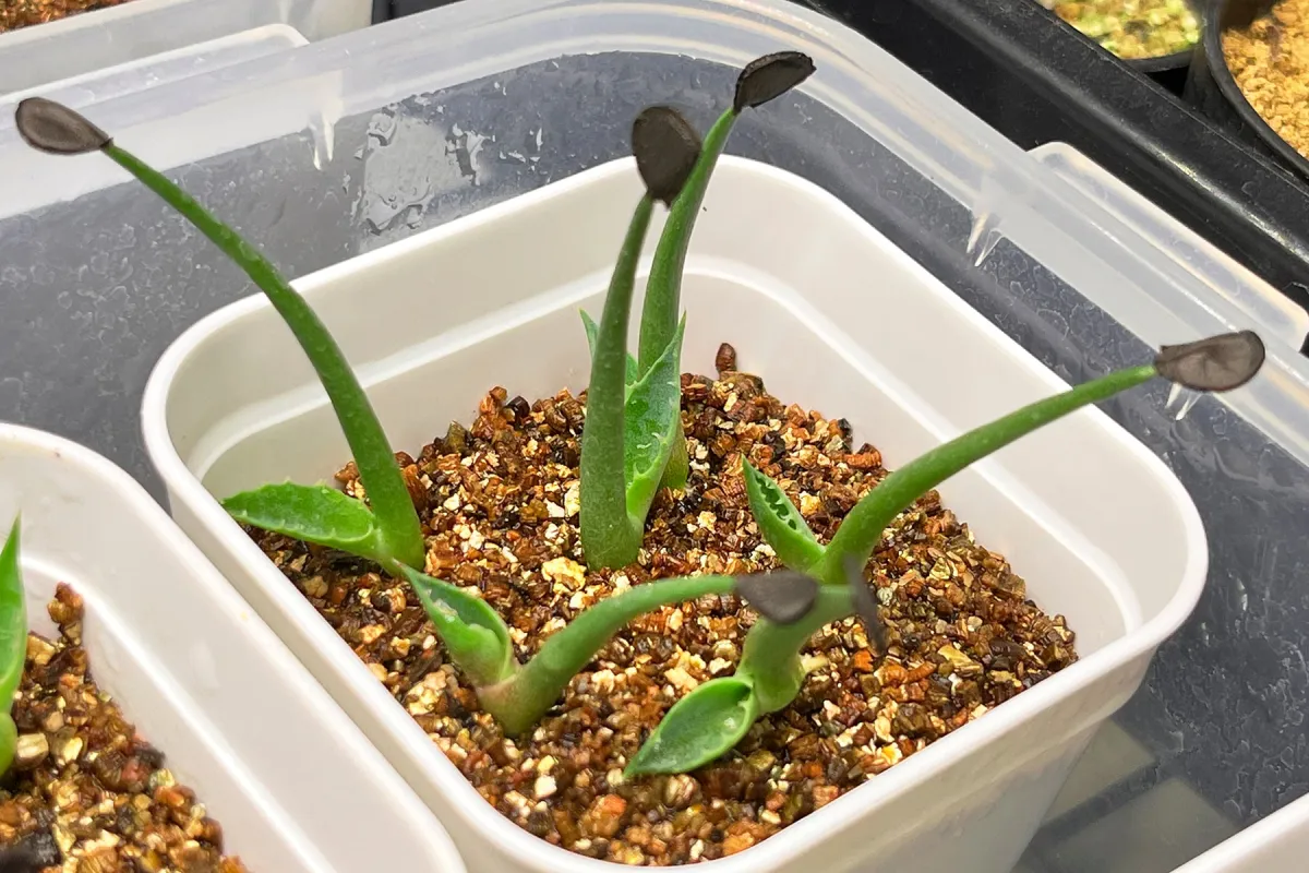 シュリベイマタペンシス 実生選抜株 極白肌・美株 シュリベイマタペン