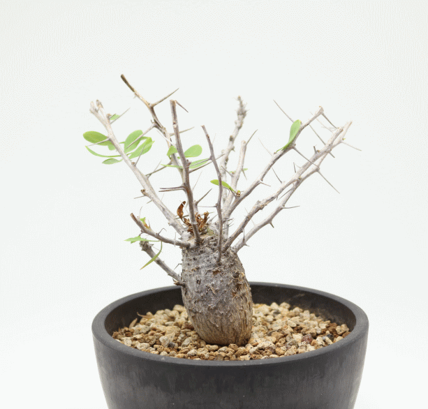 フォークイエリア属 | アクアショップフィン 店長ブログ