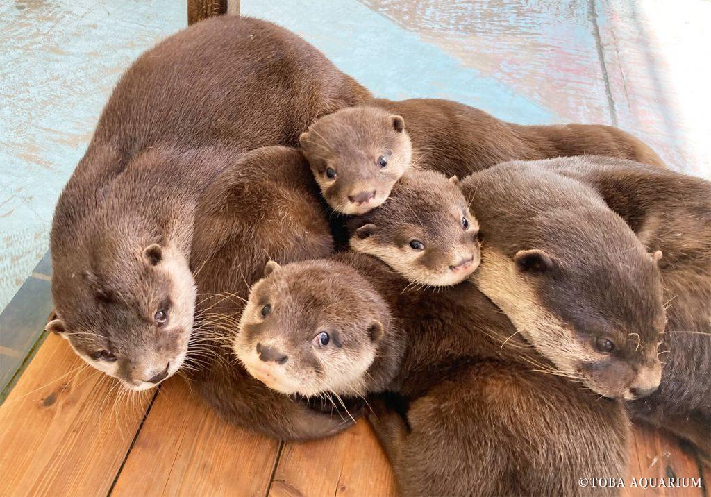 コツメカワウソの3兄弟 愛称募集のお知らせ | 鳥羽水族館 公式サイト