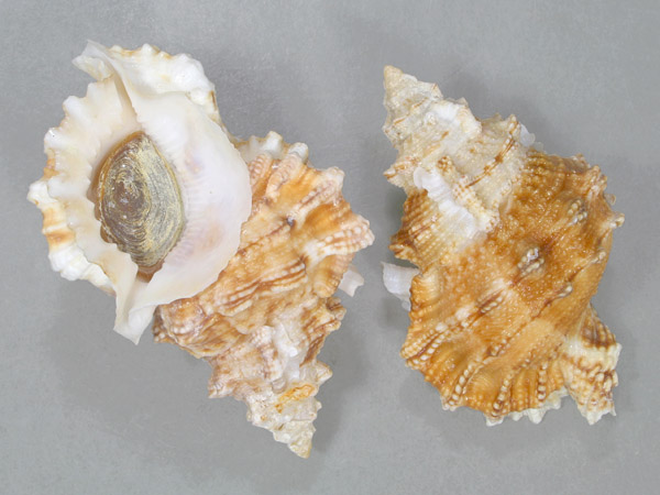 ギャラリー | 鳥羽水族館公式ホームページ