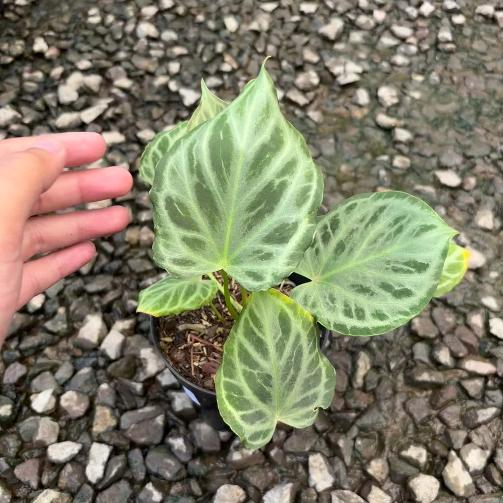 Anthurium silver tiger – Aroid Market