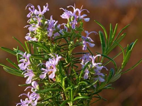 ナガセ ビューティケァ 健康食品 化粧品 通信販売 アルカンジュ / エコ