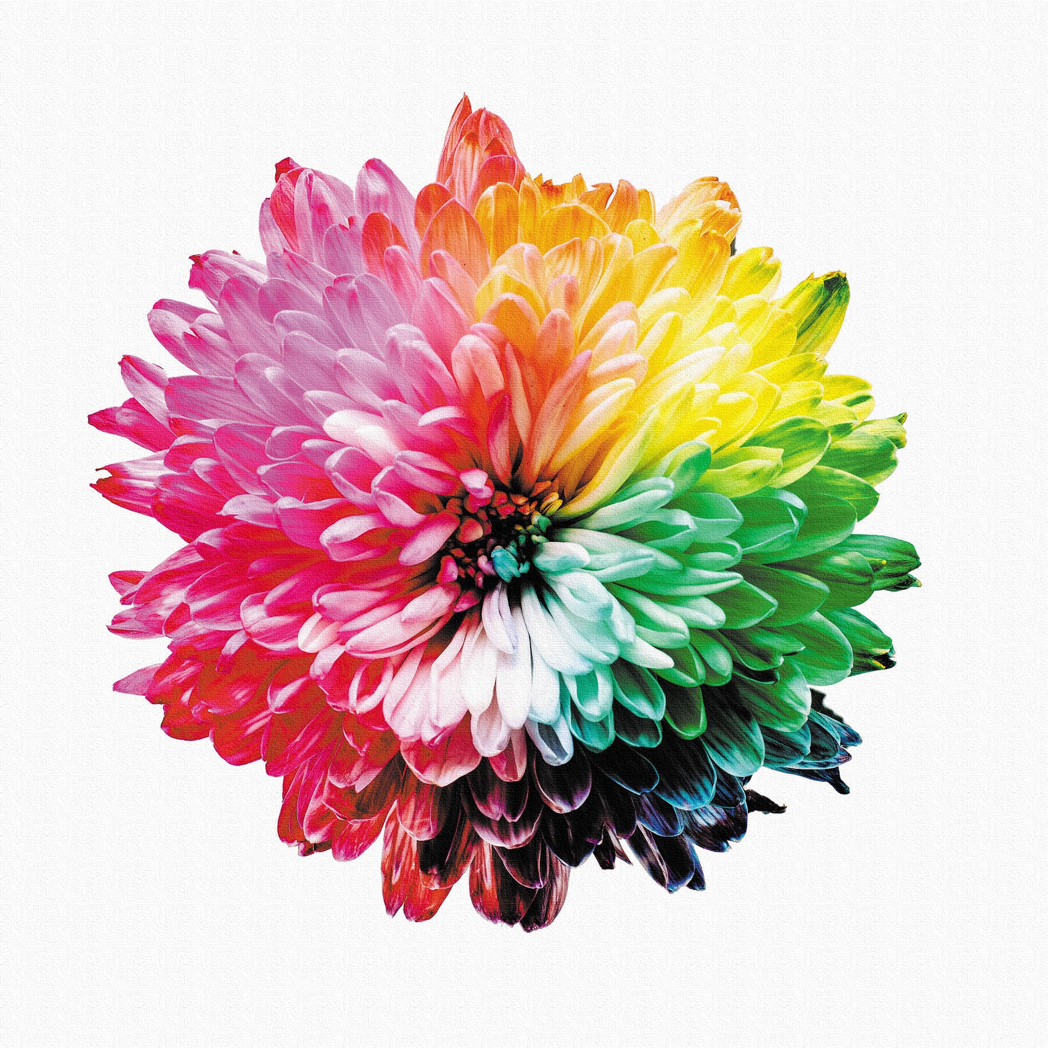 未使用 ArtDeli アート ポスター 自然 植物花系 まとめて 8個 未使用