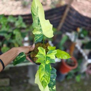 Philodendron Florida Beauty x Mayoi - Art Garden Flowers