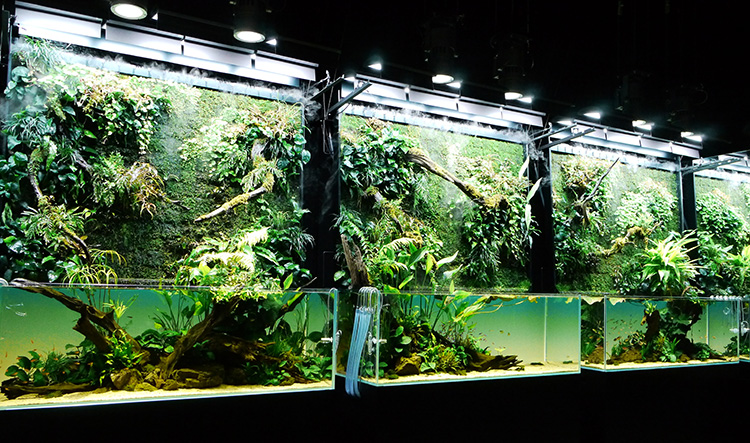 自然をありのままに伝える 天野尚の世界──天野尚 NATURE AQUARIUM展