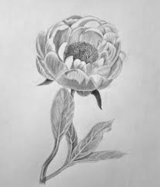 公募展を目指す植物と花の鉛筆画・デッサン：構図と質感の描き方