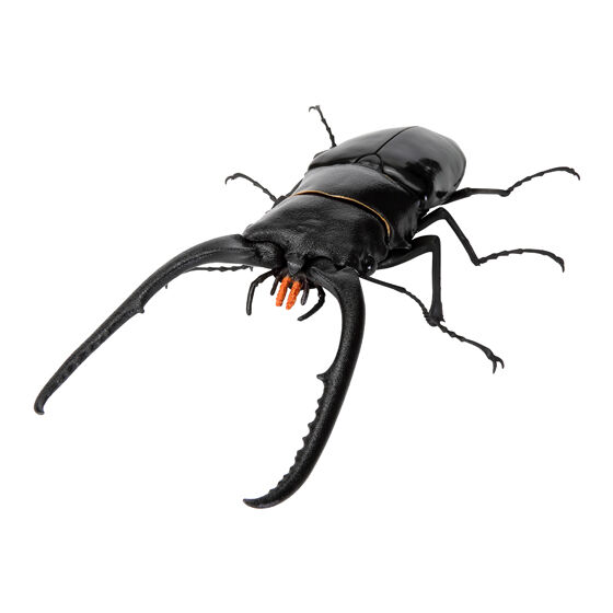 いきもの大図鑑 くわがた11｜ガシャポンオフィシャルサイト