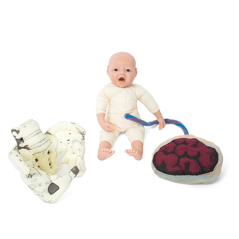 軽量な出産模型：布製骨盤、胎盤、胎児 赤ちゃん人形の専門店 ベビー