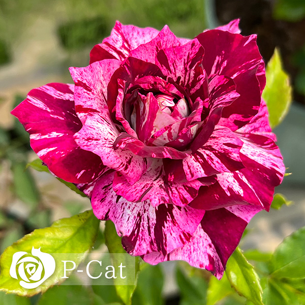 パープルタイガー Purple Tiger ｜ ピーキャットローズショップ